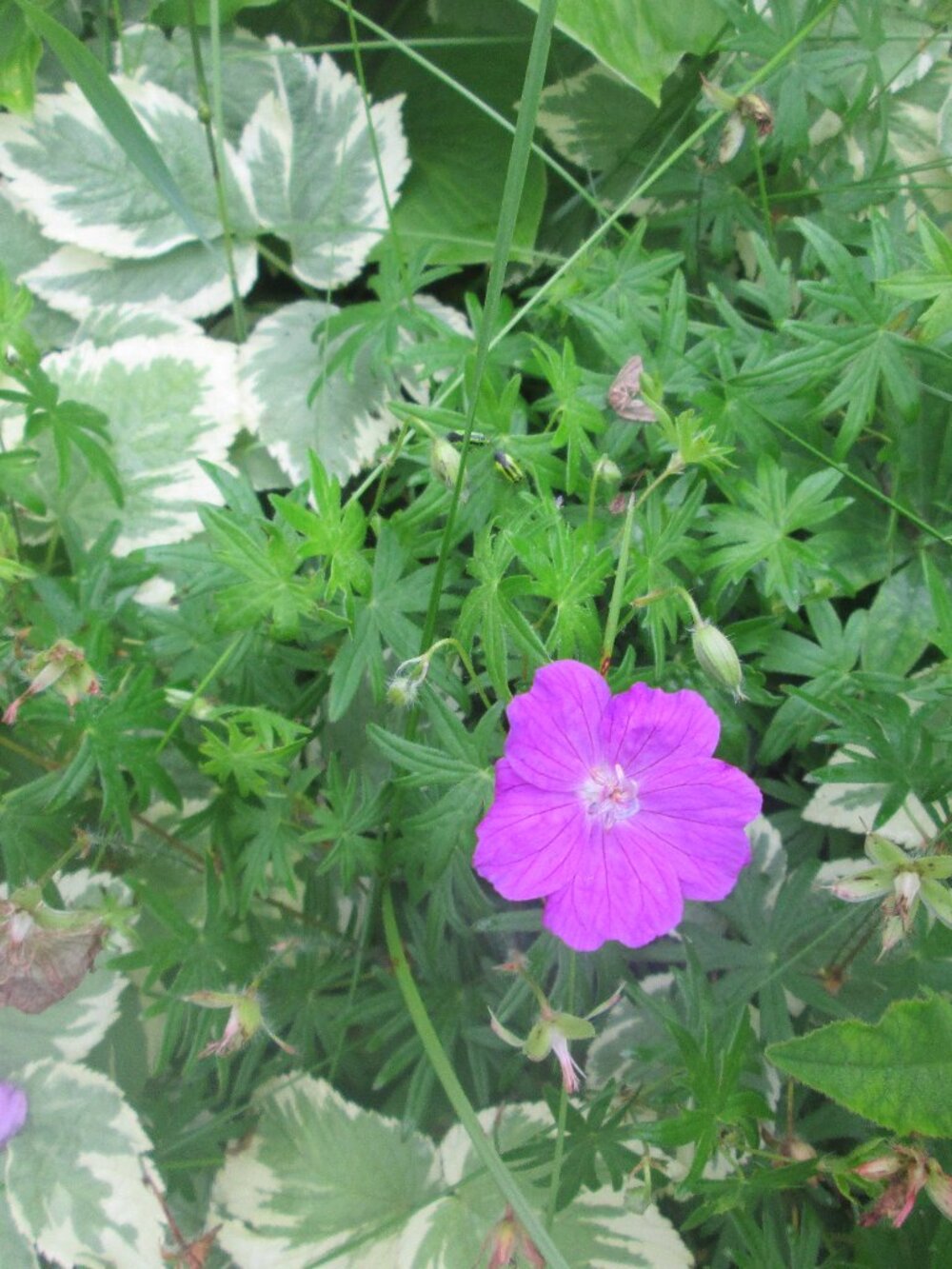3 cranesbill perennial pink Geranium zone 3-8